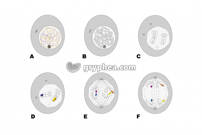 Méiose partie 1 - schémas à compléter - gryphea.com